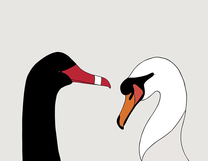 Black Swan & Mute Swan - Eggpicnic