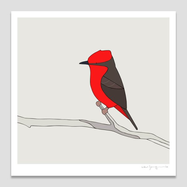 Saca-tu-real (Vermillion Flycatcher)