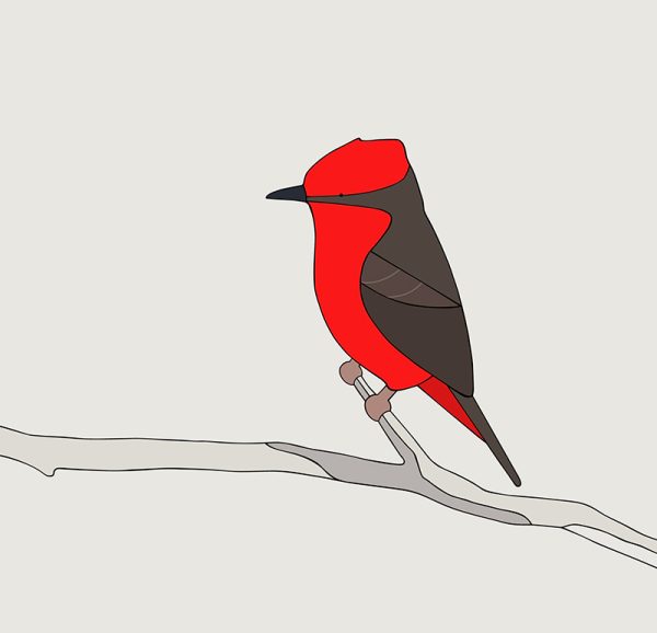 Saca-tu-real (Vermillion Flycatcher) - Image 3