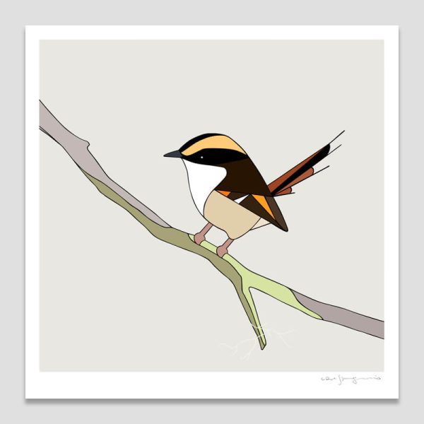 Rayadito (Thorn-tailed Rayadito)