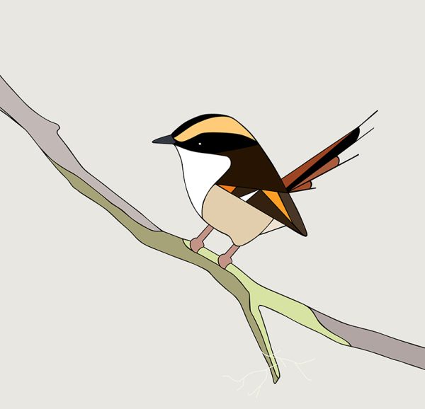 Rayadito (Thorn-tailed Rayadito) - Image 3