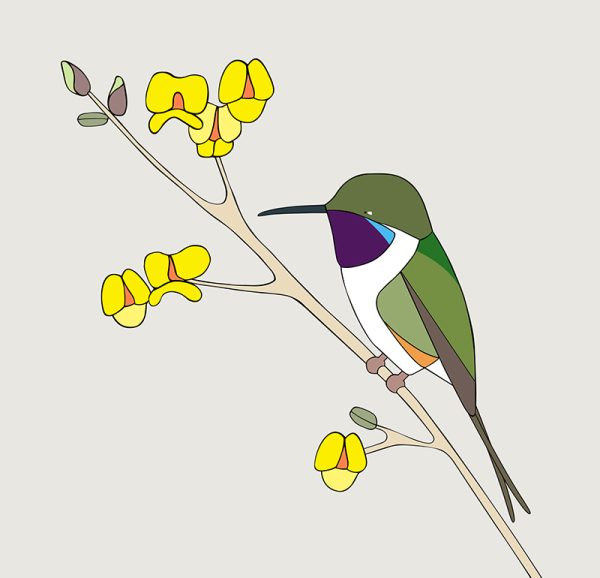 Picaflor de Arica (Chilean Woodstar) - Image 3