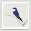 Golondrina Chilena (Chilean Swallow)