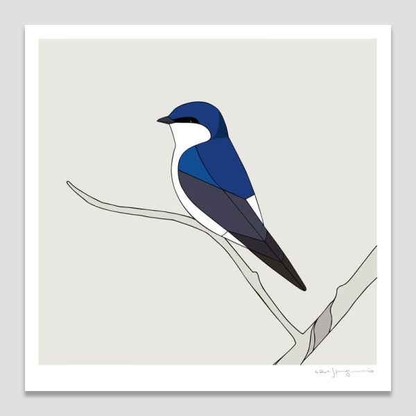 Golondrina Chilena (Chilean Swallow)