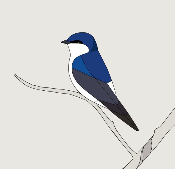 Golondrina Chilena (Chilean Swallow) - Image 3
