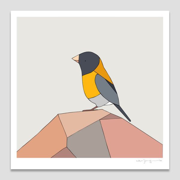 Cometocino de Gay (Grey Hooded Sierra-Finch)