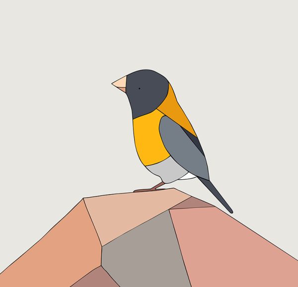 Cometocino de Gay (Grey Hooded Sierra-Finch) - Image 3