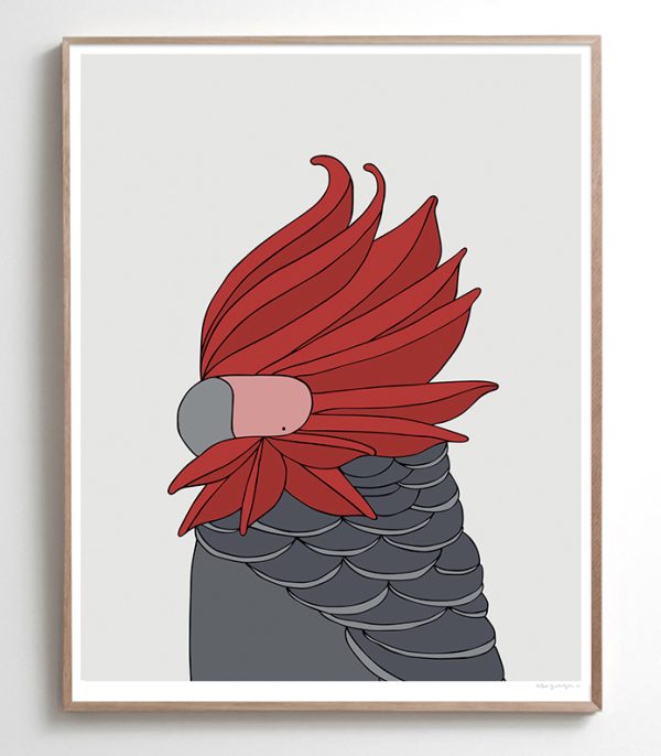 Gang-Gang Cockatoo - Image 2