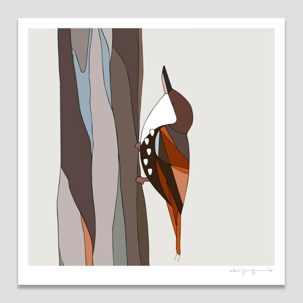 Comesebo Grande (White-throated Treerunner)