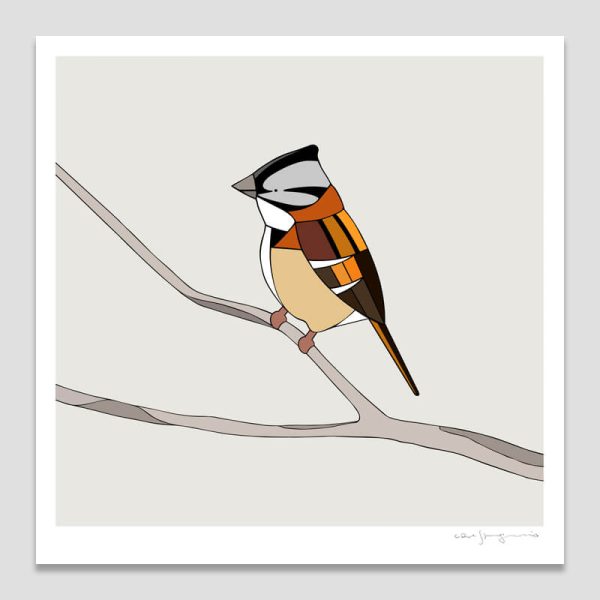 Chincol (Rufous-collared Sparrow)