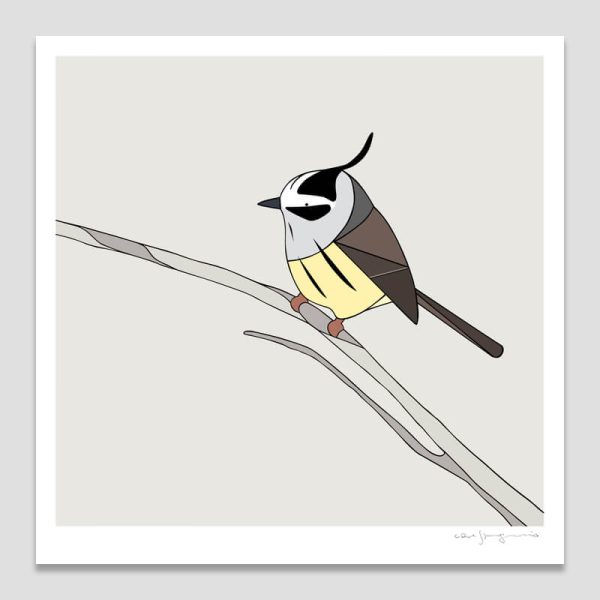 Cachudito (Tufted Tit-Tyrant)
