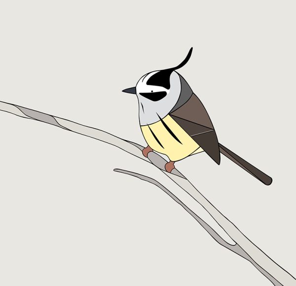 Cachudito (Tufted Tit-Tyrant) - Image 3