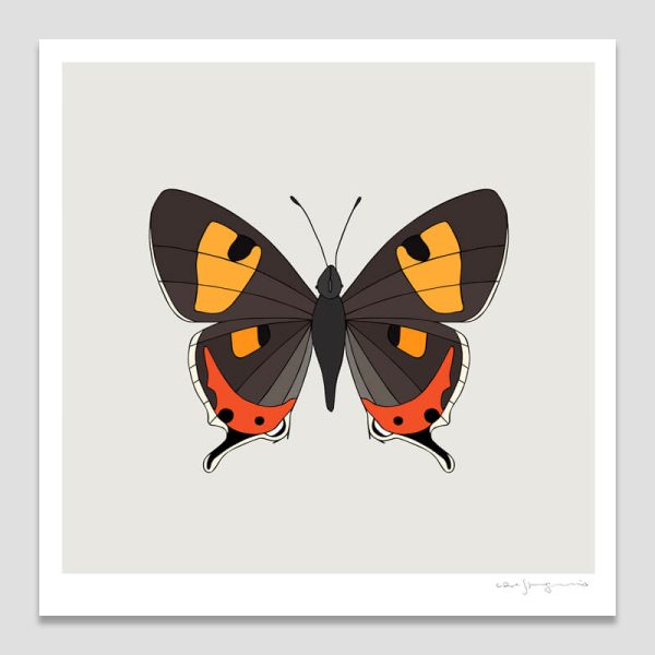 Tasmanian Hairstreak Butterfly