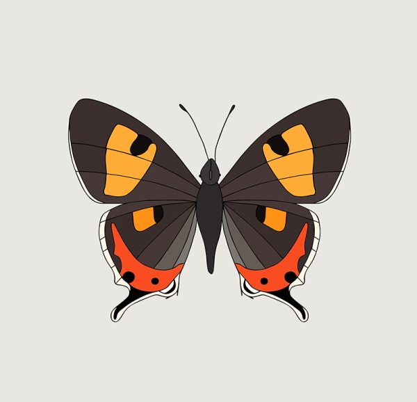 Tasmanian Hairstreak Butterfly - Image 3