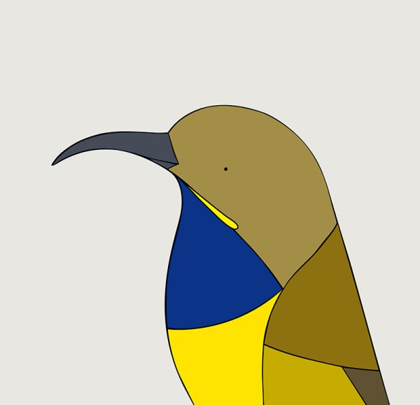 Olive-backed Sunbird - Image 3