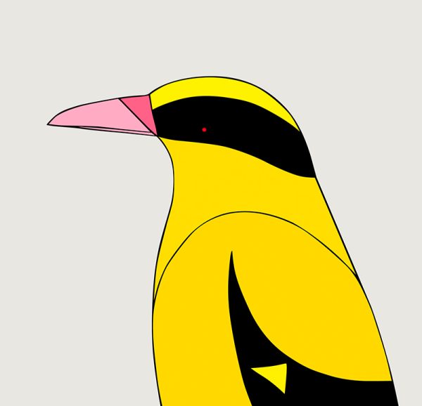 Black-naped Oriole - Image 3