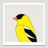 American Goldfinch