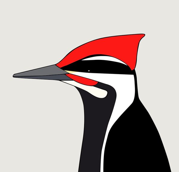 Pileated Woodpecker - Image 3