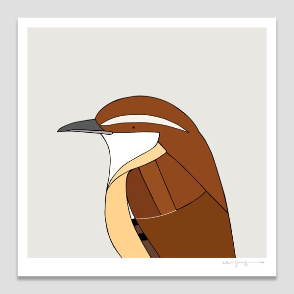 Carolina Wren