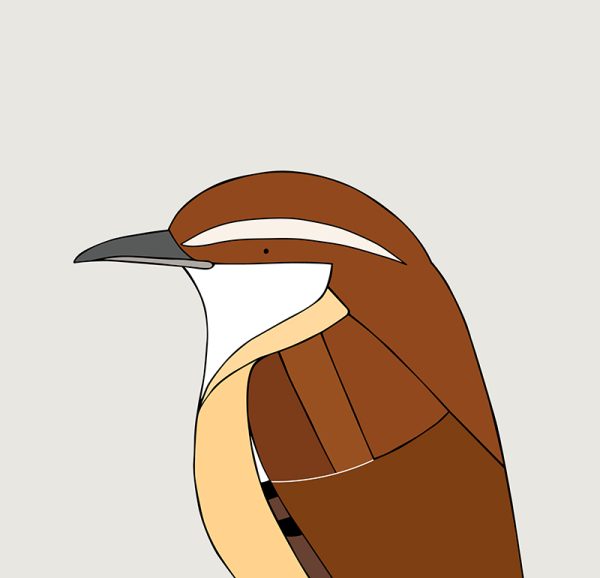 Carolina Wren - Image 3
