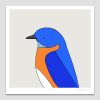 Eastern Bluebird