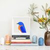 Eastern Bluebird - Image 2