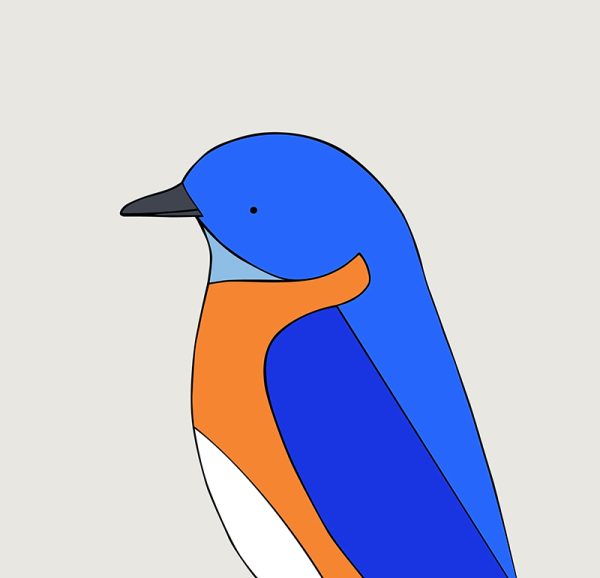 Eastern Bluebird - Image 3