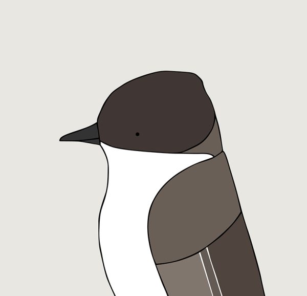 Eastern Phoebe - Image 3