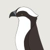 Osprey - Image 3