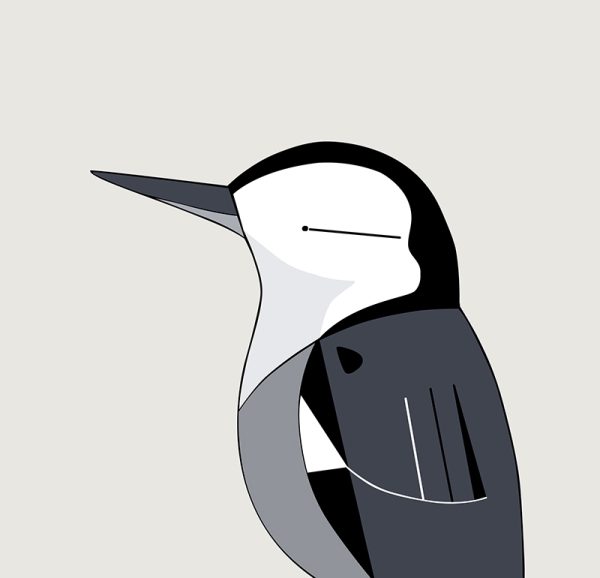 White-breasted Nuthatch - Image 3