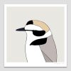 Snow Plover