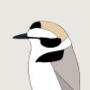 Snow Plover - Image 3