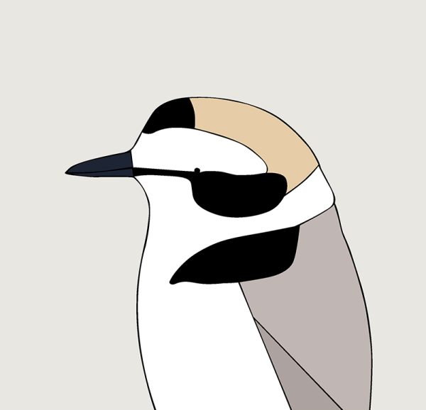 Snow Plover - Image 3