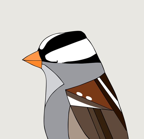 White-crowned Sparrow - Image 3