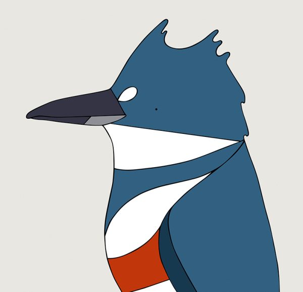 Belted Kingfisher - Image 3