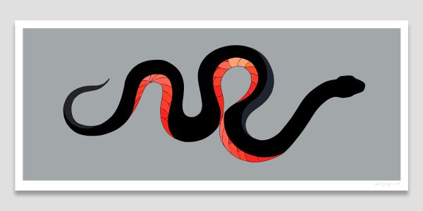 Red-bellied Black Snake