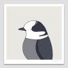 Canada Jay