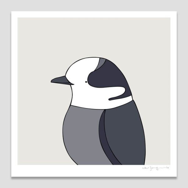 Canada Jay
