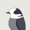Canada Jay - Image 3