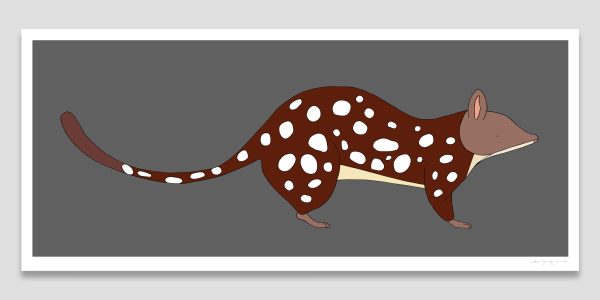 Spotted-tailed Quoll