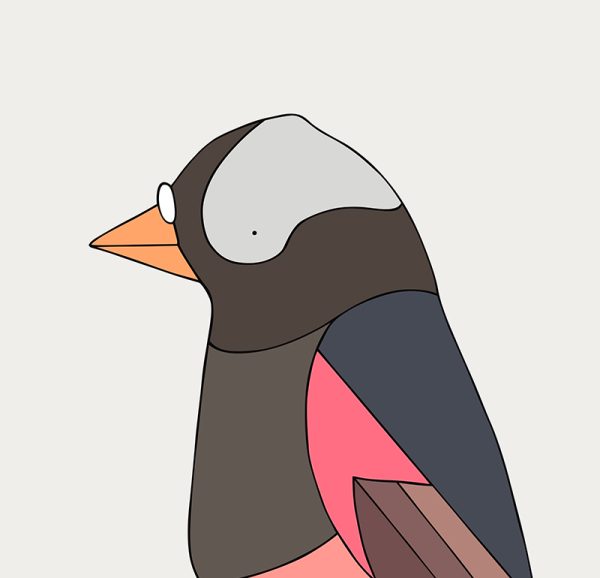 Black Rosy-Finch - Image 3