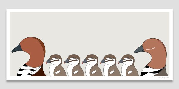 Australian Wood Ducks
