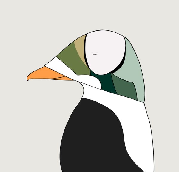Spectacled Eider - Image 3