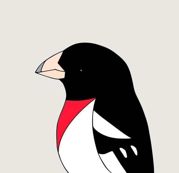 Rose-breasted Grosbeak - Image 3