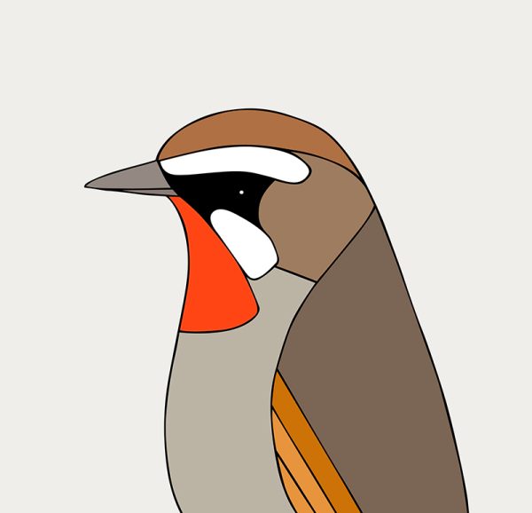 Siberian Rubythroat - Image 3