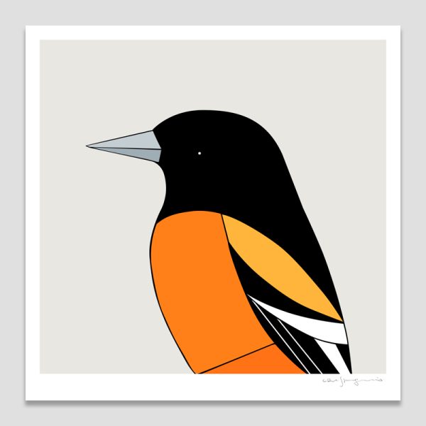 Baltimore Oriole