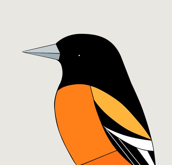 Baltimore Oriole - Image 3