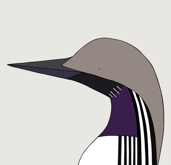 Arctic Loon - Image 3