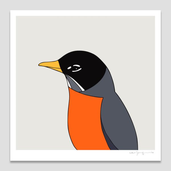 American Robin