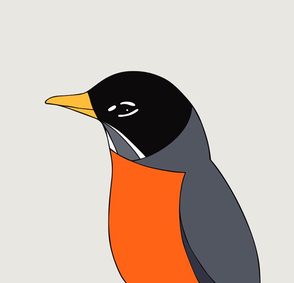 American Robin - Image 3